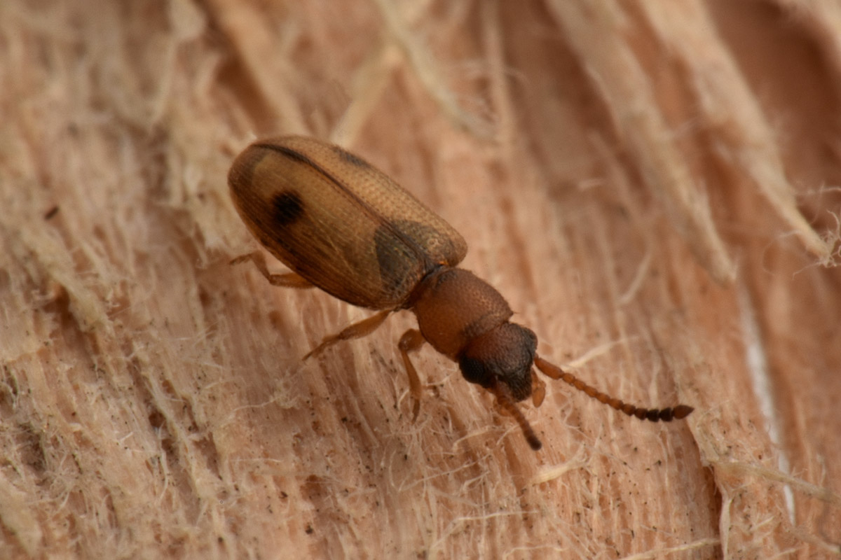 Silvanidae: Psammoecus bipunctatus